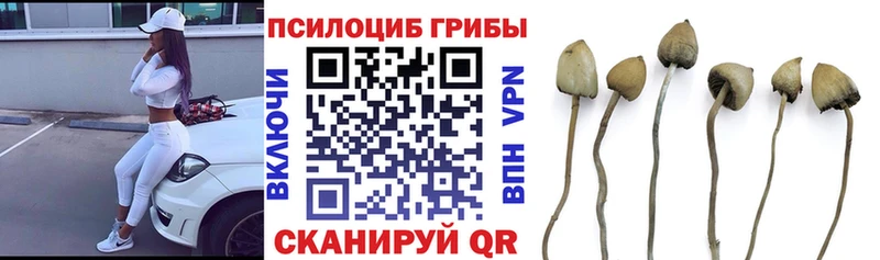закладка  Мариинский Посад  Галлюциногенные грибы Psilocybine cubensis 